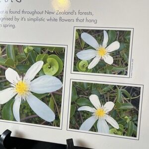 Jason Placemats New Zealand Native Flowers Set Of 6 Clematis, Flax, Hebe, Daisy